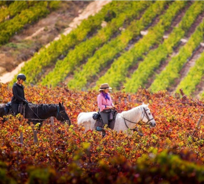 África do Sul Wine and Food expedition 