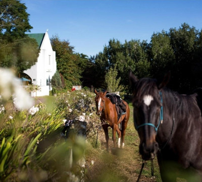 África do Sul Wine and Food expedition 