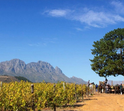 África do Sul Wine and Food expedition 